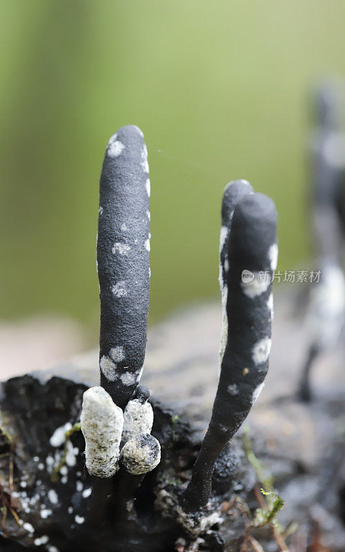 死人的手指(Xylaria polymorpha)